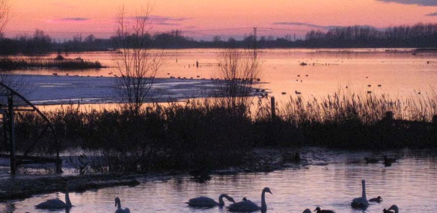 Welney Marshes