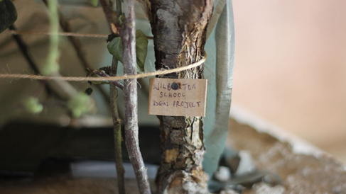 Plant close up 