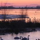Welney Marshes